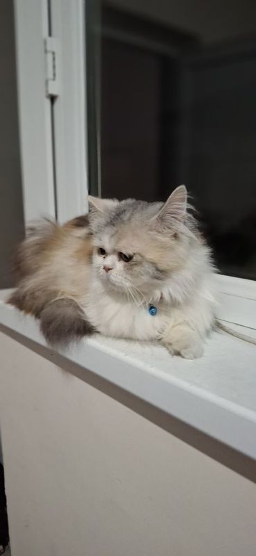 Шотландская скотиш страйт киз бола