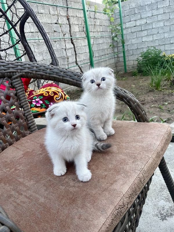 Продаётся котёнок породы Шотландская вислоухая (Scottish Fold) Продаётся котёнок породы Шотландская вислоухая (Scottish Fold)