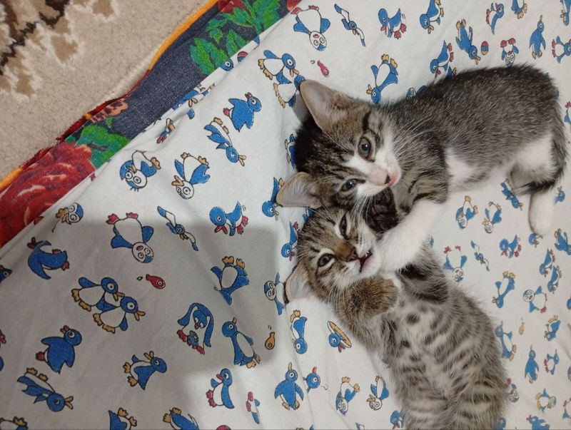 Котята девочки 1.5 мес Котята девочки 1.5 мес