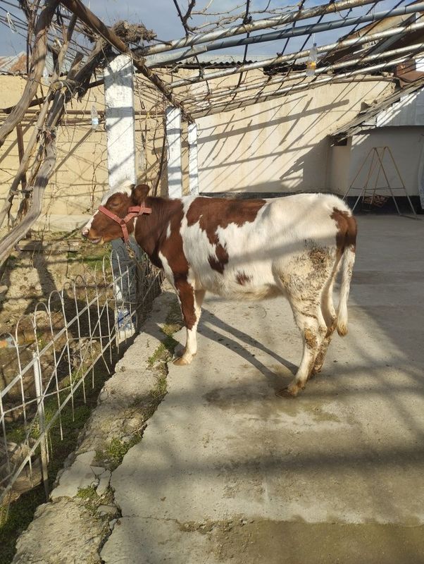 Bita tuğgan ğunojin sotiladi srochna