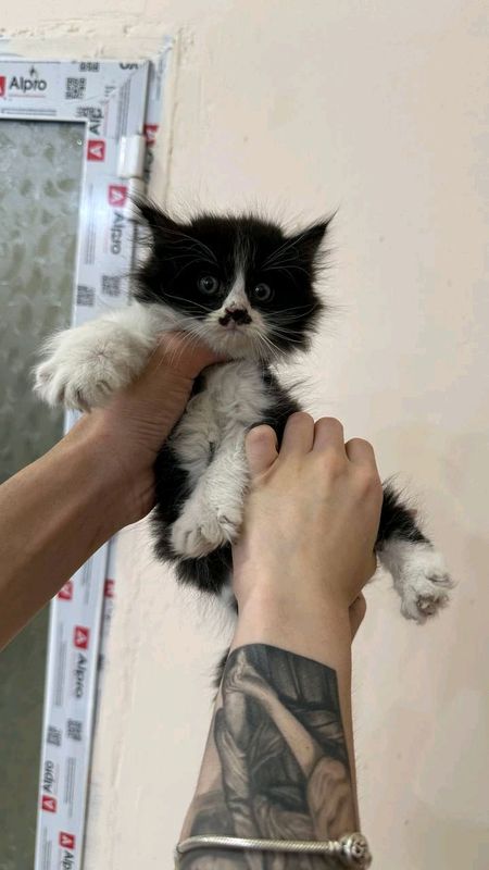 котята в добрые руки котята в добрые руки