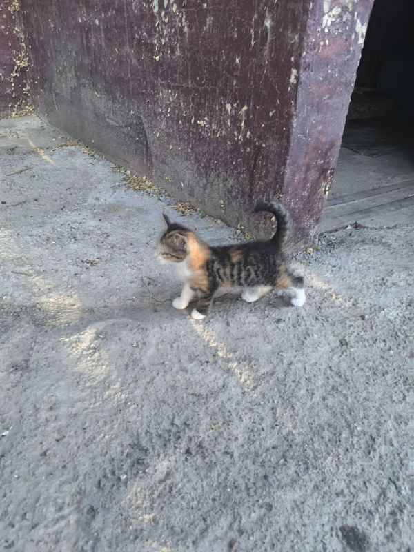 Mushukchala yaxshi qoʻllarga. Beriladi Mushukchala yaxshi qoʻllarga. Beriladi