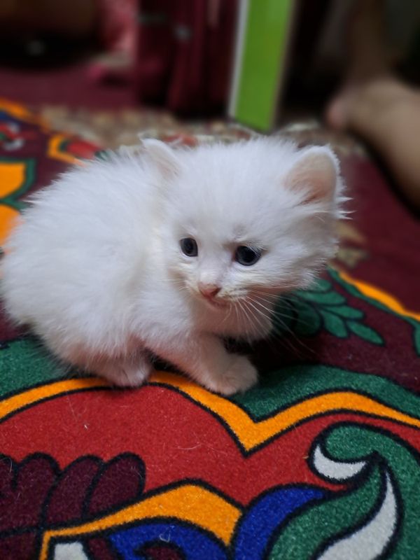 Котики породистые: шотландский и скотиш фолд Котики породистые: шотландский и скотиш фолд