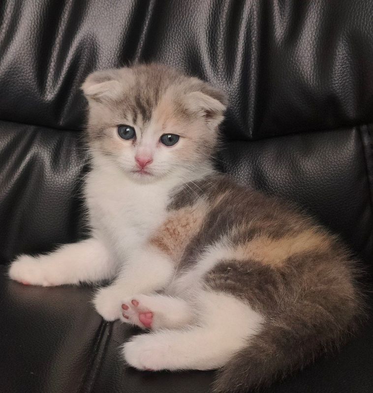 Котёнок Скоттиш Фолд Котёнок Скоттиш Фолд