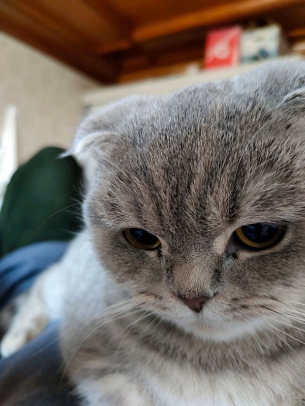 продается кошка продается кошка