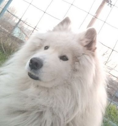 Kuchuk sotiladi 1 yarim yosh Kuchuk sotiladi 1 yarim yosh