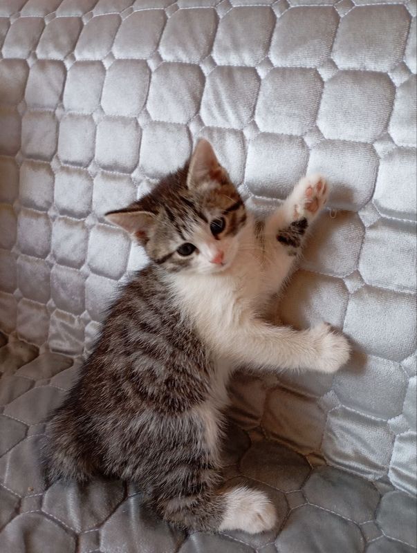 Котенок. Девочка 2 месяца