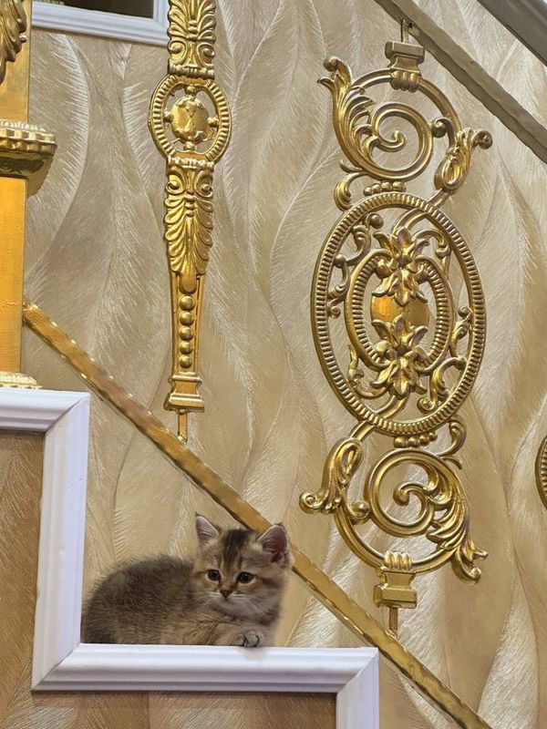 Кошка, золотые шиншилла Кошка, золотые шиншилла