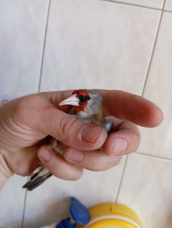Седоголовый щегол Седоголовый щегол