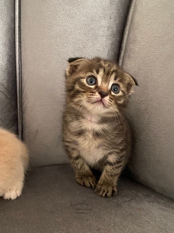 Котёнок Scottish Fold девочка Котёнок Scottish Fold девочка