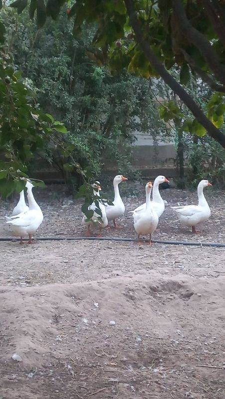 Semiz katta katta yosh g'ozlar. Semiz katta katta yosh g'ozlar.