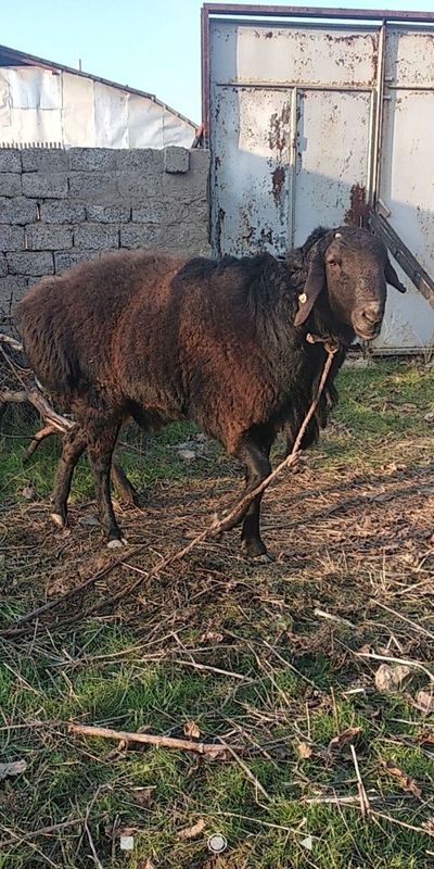 Алмашаман 2-дона совлик куйга Кучкор 2-яшар керег булса куриши мумкн Алмашаман 2-дона совлик куйга Кучкор 2-яшар керег булса куриши мумкн