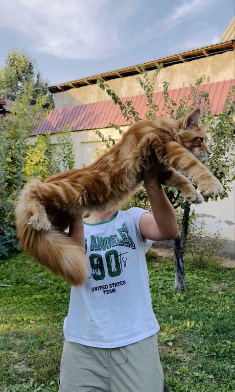 Мейнкун вязка полидакт 6/6/6/6 Мейнкун вязка полидакт 6/6/6/6