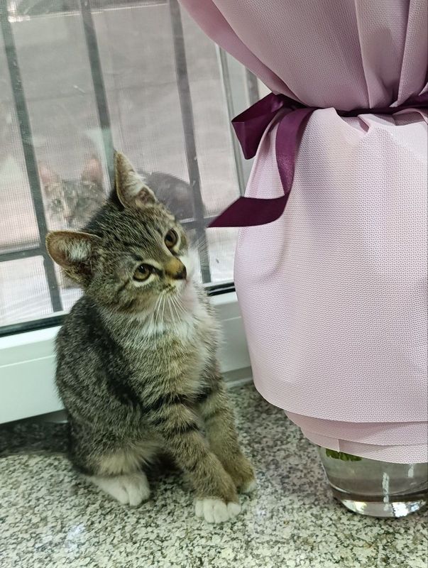 Пристаиваются котята