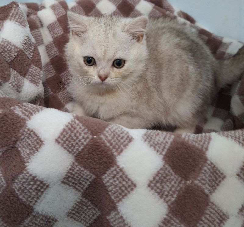 Продам котёнка скотишь страйт Продам котёнка скотишь страйт