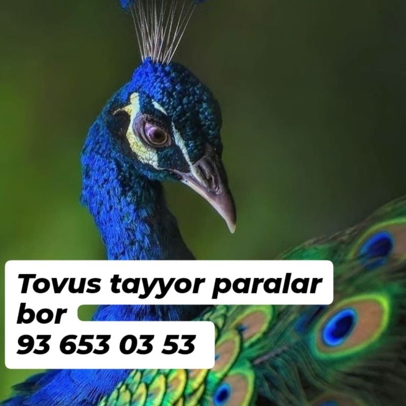 Tovus 1ta mokiyon bor Tovus 1ta mokiyon bor