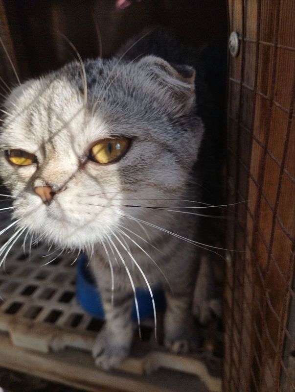 Скотиш фолд кошка