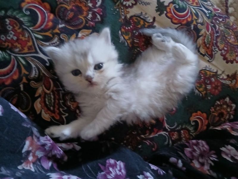 Persian Chinchilla mushukchalari — uyda mehr va sokinlik manbai! Persian Chinchilla mushukchalari — uyda mehr va sokinlik manbai!