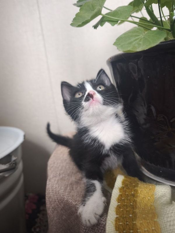 Котята в добрые руки Котята в добрые руки