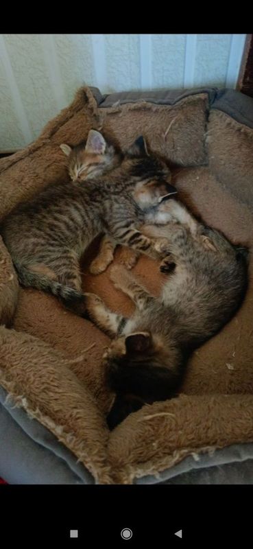 Отдам даром котят с кошкой Отдам даром котят с кошкой