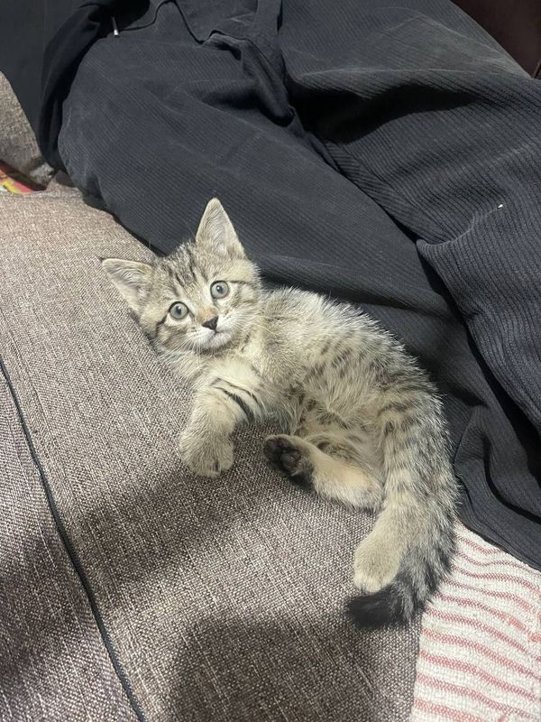 Котенок бесплатно Котенок бесплатно