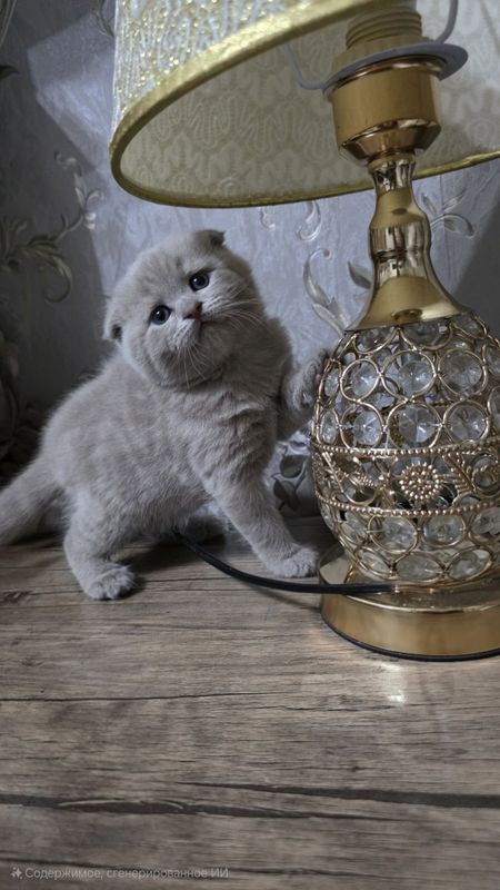 Продаются шотладские котята. Продаются шотладские котята.