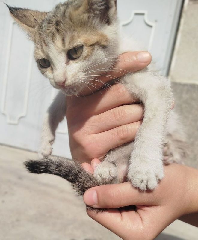 2 милые котята .