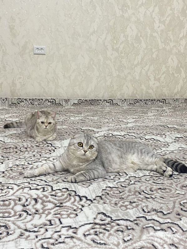 Шотландский фолд [Сотилмайди] Вязка