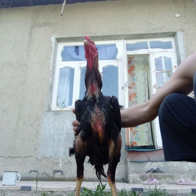 Bir tulak sotiladi