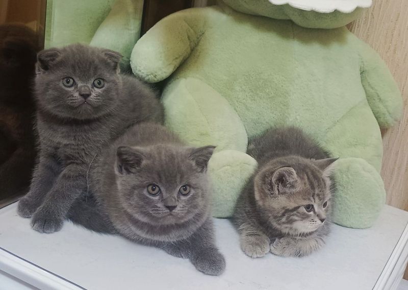 Котята чистокровные Котята чистокровные