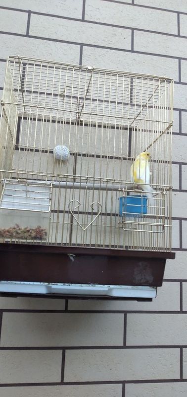 Продаётся канарейка лимонного цвета Продаётся канарейка лимонного цвета