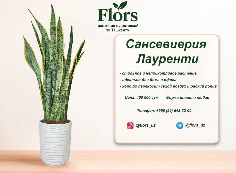 Цветы для дома и офиса - растение - Сансевиерия Лауренти