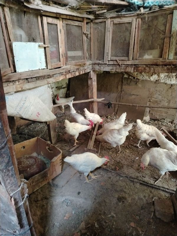 20 ho'roz, хуроз, петухи