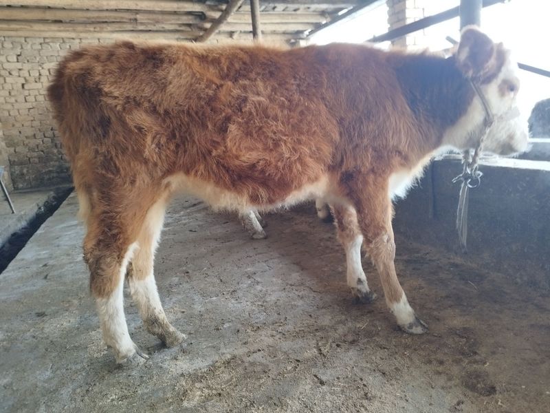 Simmental gibrid gunajin