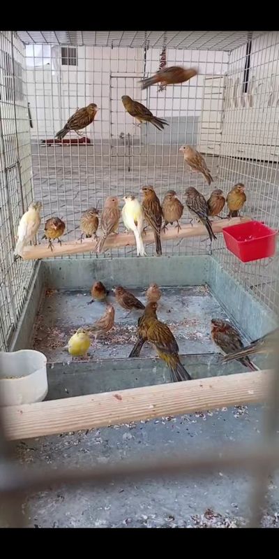 Маладой канарекалар 3 4 5 ойлик 150 дан Маладой канарекалар 3 4 5 ойлик 150 дан