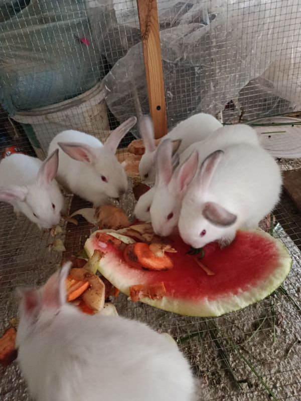 Quyon bolalari sotiladi srochna joy bowatiwga kalif bolalari Quyon bolalari sotiladi srochna joy bowatiwga kalif bolalari