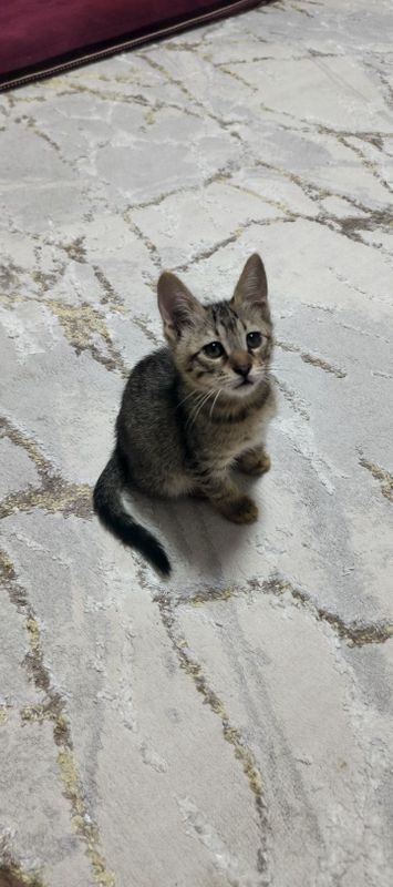 Маленький Мурка Бесплатно