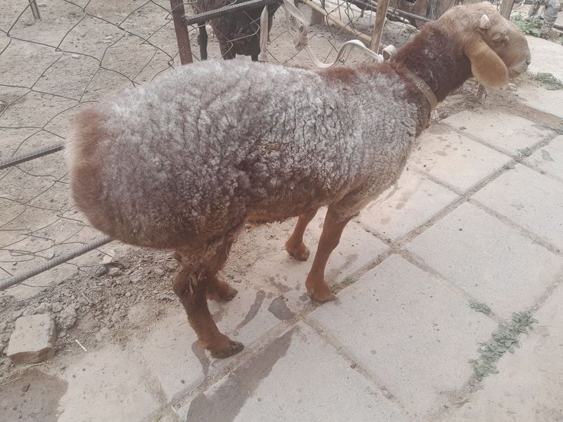 Aqiqa va Qurbonlikka Qoʻchqorlar, Balandligi:80 sm, Zotdor qoʻchqor Aqiqa va Qurbonlikka Qoʻchqorlar, Balandligi:80 sm, Zotdor qoʻchqor