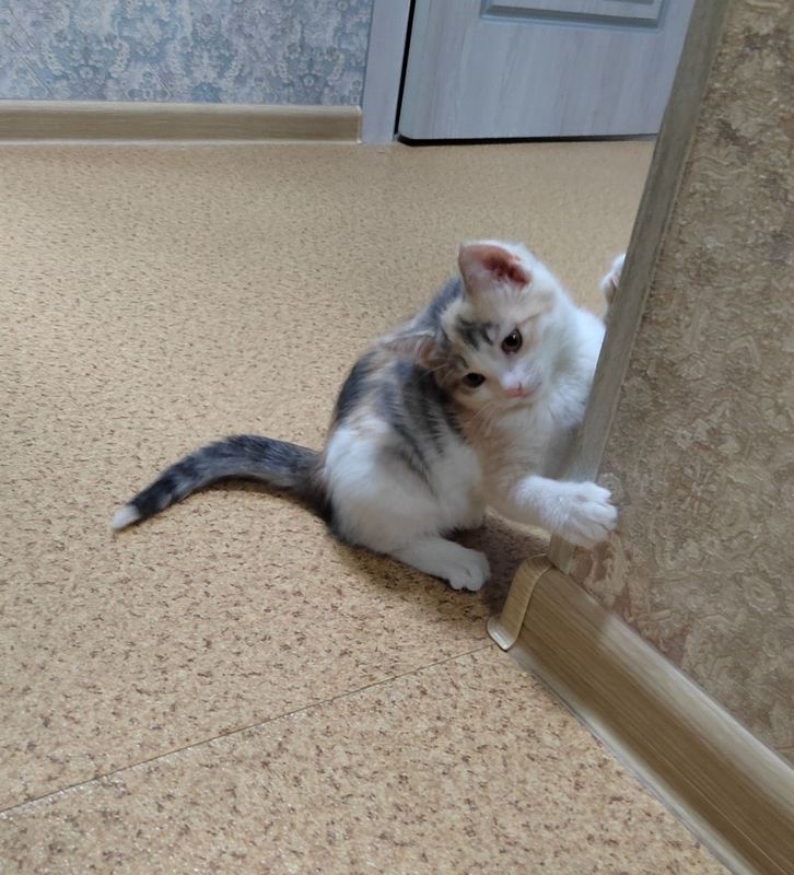 Продам трехцветную кошечку Продам трехцветную кошечку