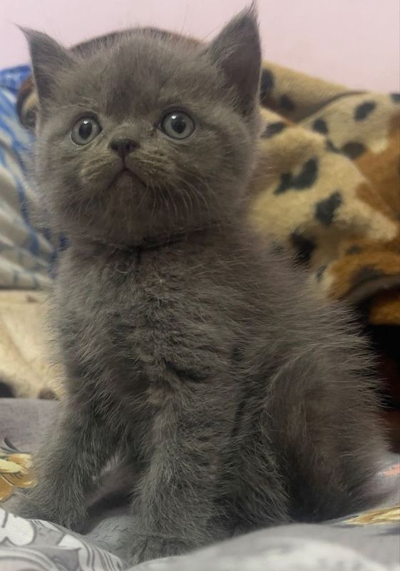 Скоттиш страйт.. Скоттиш страйт..