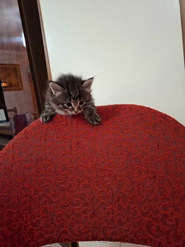 Отдам котят,мама кошка британка, папа просто кот