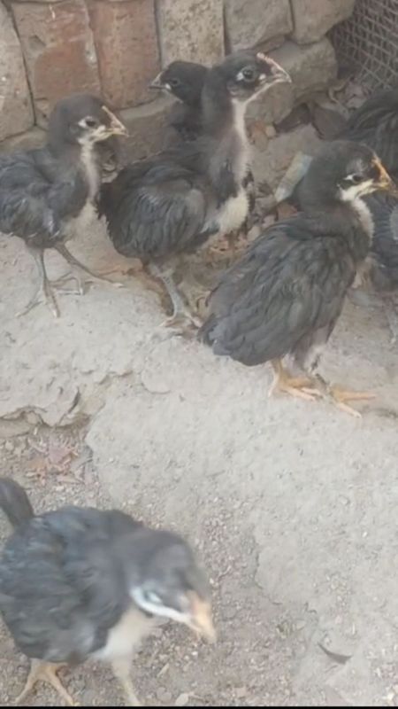 Qora Shag'zoda jojalar soni 6 ta 50 mingdan Qora Shag'zoda jojalar soni 6 ta 50 mingdan
