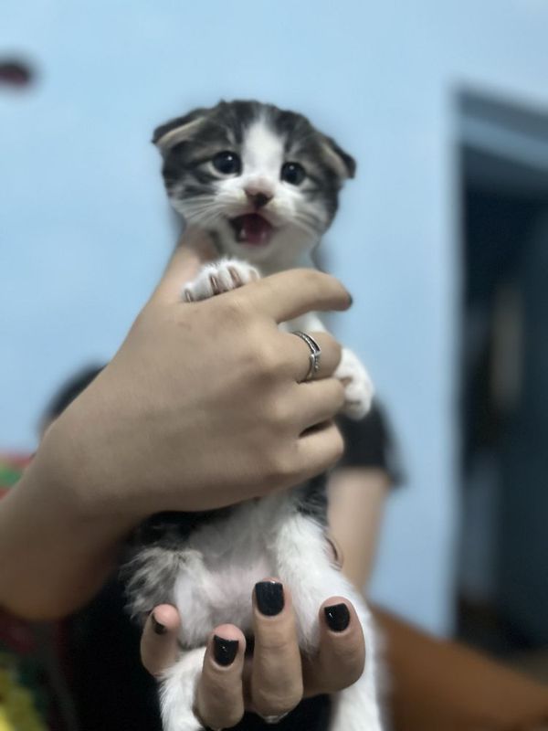 продаються котята 1,5 месяца мальчики продаються котята 1,5 месяца мальчики