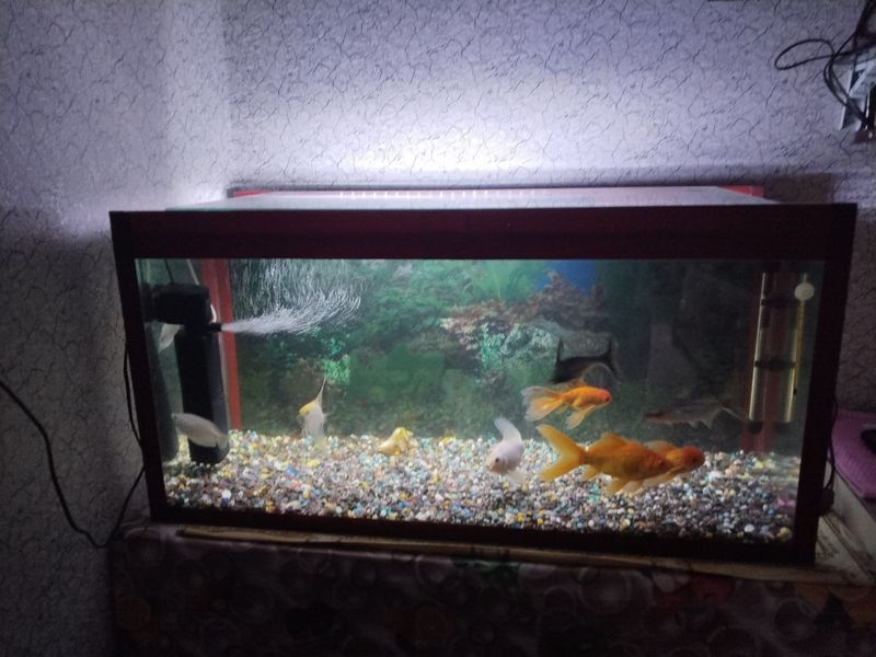 Sotiladi, narxni kelishamiz Sotiladi, narxni kelishamiz