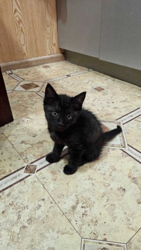 Отдаю в хорошие заботливые руки чёрного котёнка на удачу ! Отдаю в хорошие заботливые руки чёрного котёнка на удачу !