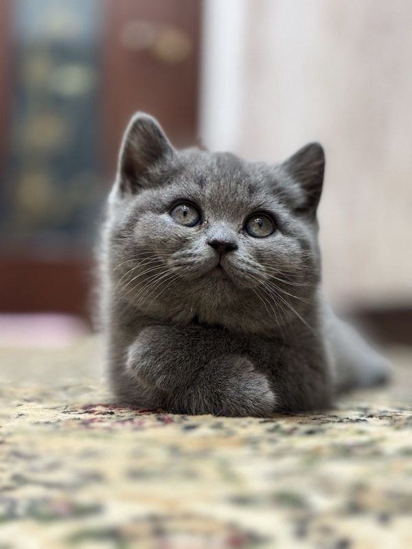 Котёнок британской породы! Котёнок британской породы!