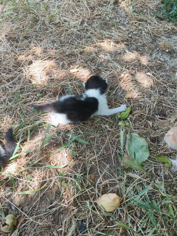 Отдам бесплатно котят в хорошие руки Отдам бесплатно котят в хорошие руки