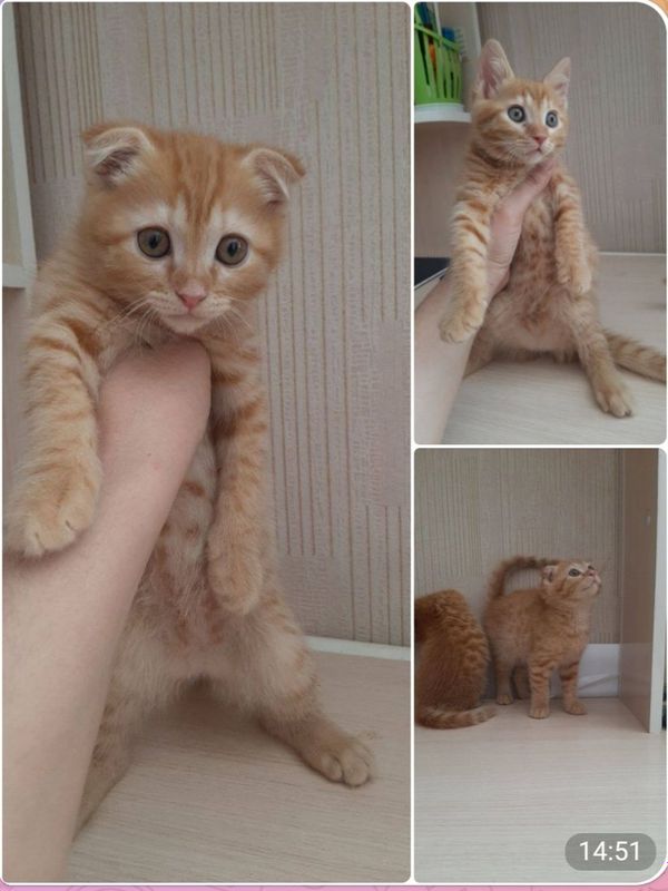 Продаются котята породистые. Продаются котята породистые.
