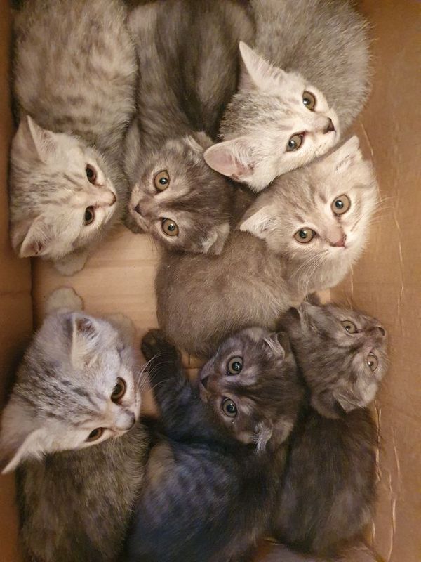 СРОЧНО! Котята Шотландские Скоттиш-фолд,страйт вислоухие и прямоухие СРОЧНО! Котята Шотландские Скоттиш-фолд,страйт вислоухие и прямоухие