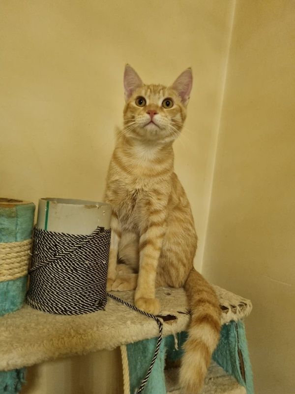 Отдаётся рыжий котик Персик в добрые руки